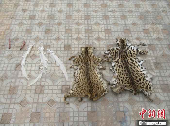 图为查获的野生动物制品。 毕晓东 摄 云南一村民非法捕杀、饲养野生动物被立案调查